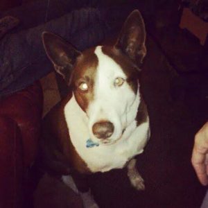 CowDog